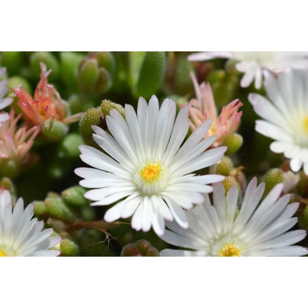 Delosperma congestum Album -  Kristályvirág, délvirág fehér CS9