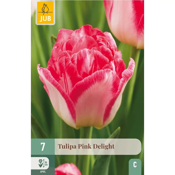 Jub Pink Delight tulipán virághagyma 7db/cs