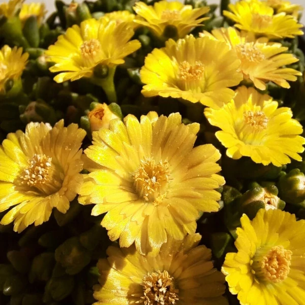 Delosperma nubigenum ‘Letseng’ – Sárga kristályvirág, délvirág Cs10,5