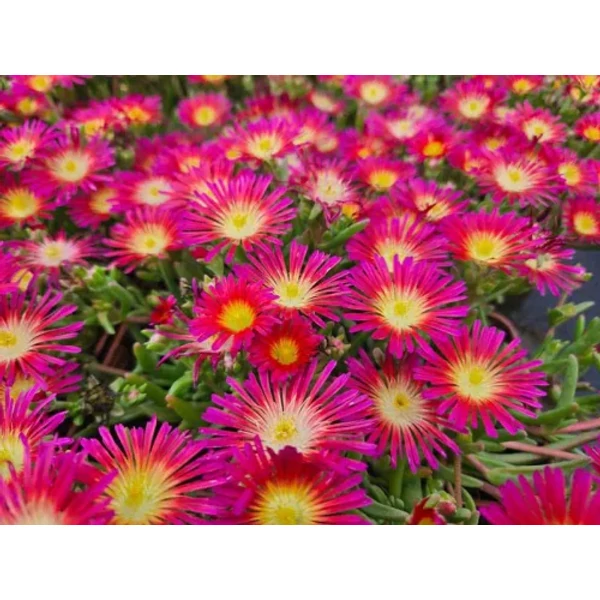 Delosperma cooperi Delmara Fuchsia Cs14
