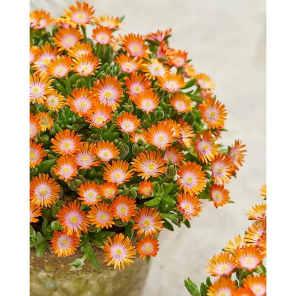 Delosperma cooperi Ice Cream Orange - Kristályvirág CS14