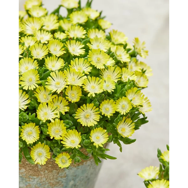 Delosperma cooperi Ice Cream Yellow - Kristályvirág CS14