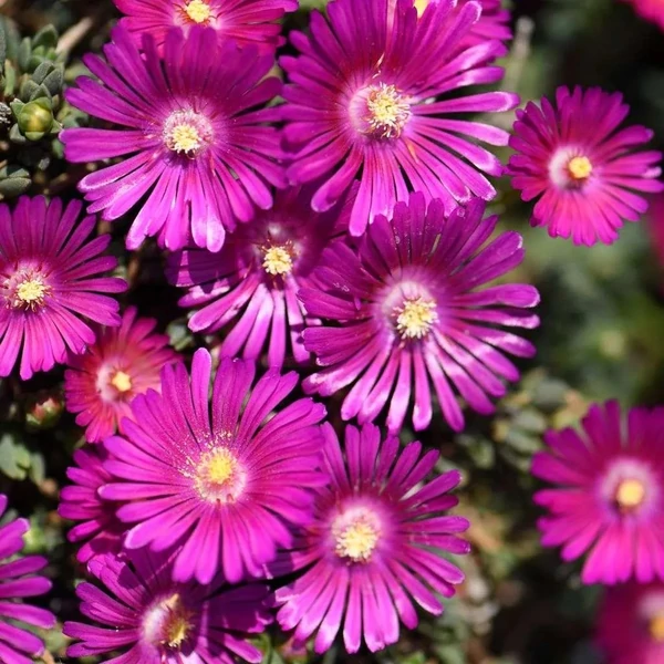 Delosperma 'Sundella Neon' - Kristályvirág D14