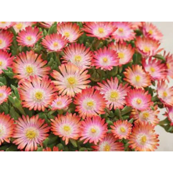 Delosperma cooperi Ice Cream Salmon - Kristályvirág CS14