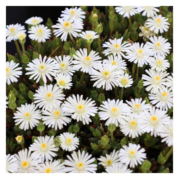 Delosperma ecklonis - Délvirág CS9