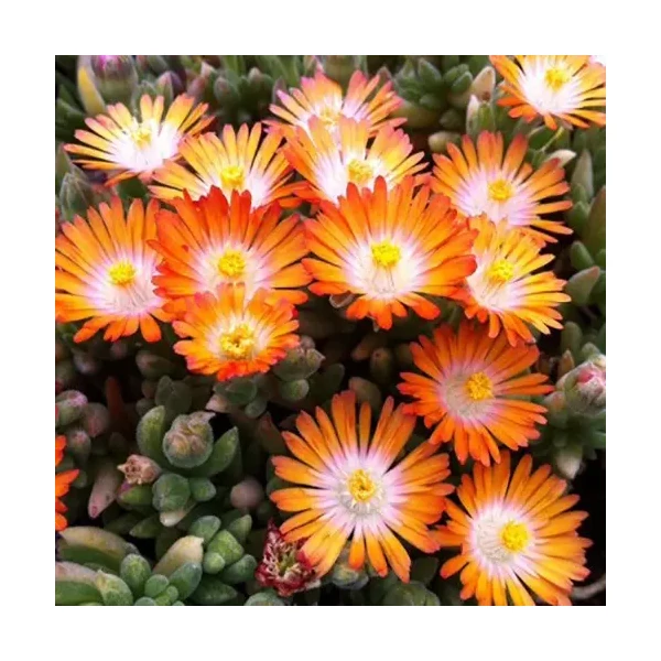 Delosperma Jewel of Desert Topaz - Kristályvirág Cs10,5