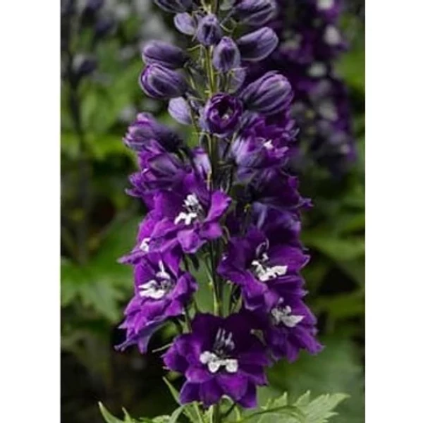 Delphinium Dark Blue White- Szarkaláb Cs14