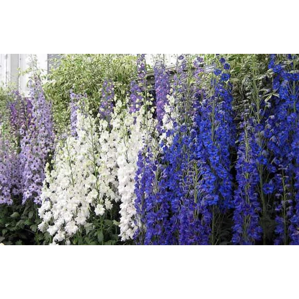 Delphinium szarkaláb Cs9