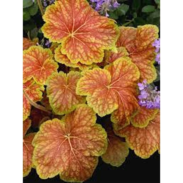 Heuchera - Delta Dawn Cs14