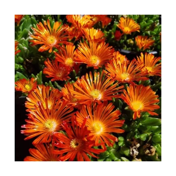 Delosperma cooperi Delmara Orange Cs14