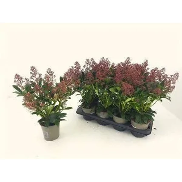 Skimmia japonica - Japán dérbabér K5l 45cm