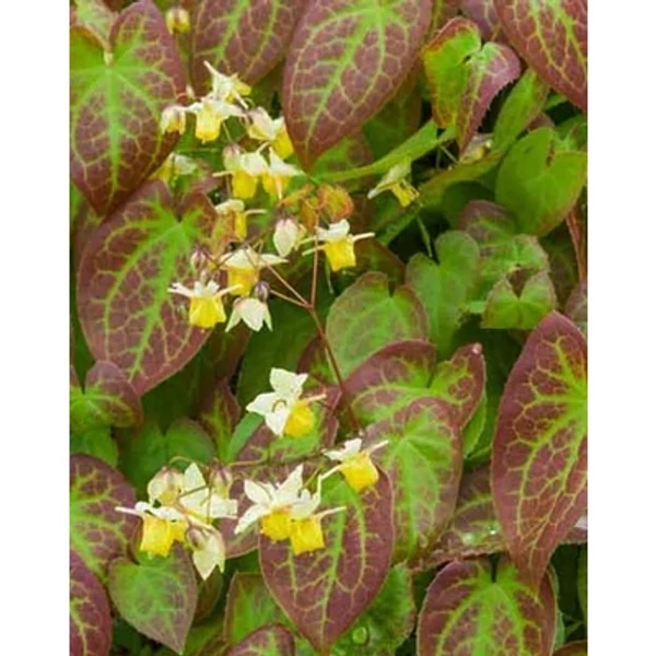Epimedium x versicolor 'Sulphureum' – Kénsárga püspöksüveg, tündérvirág Cs9