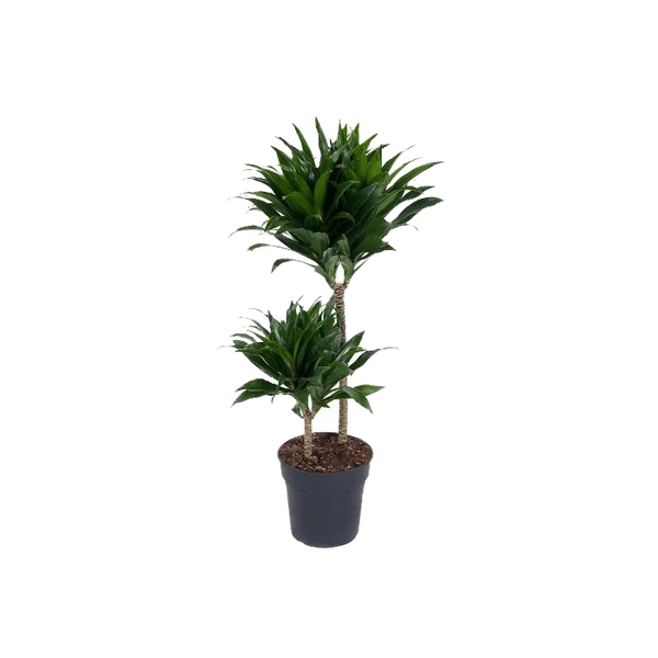 Dracena kompacta - Sárkányfa CS12