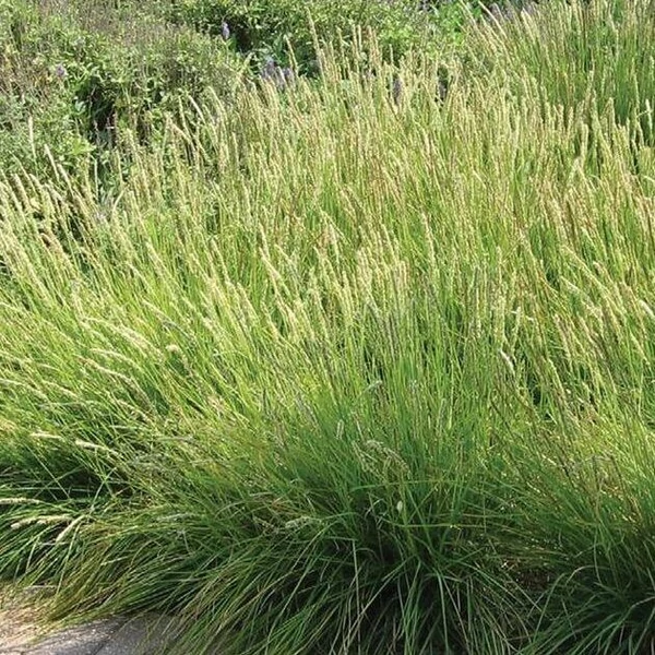 Deschampsia cespitosa 'Palava' - Gyepes sédbúza CS14