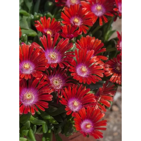 Delosperma cooperi W.O.W. Hot Red-Kristályvirág Cs14