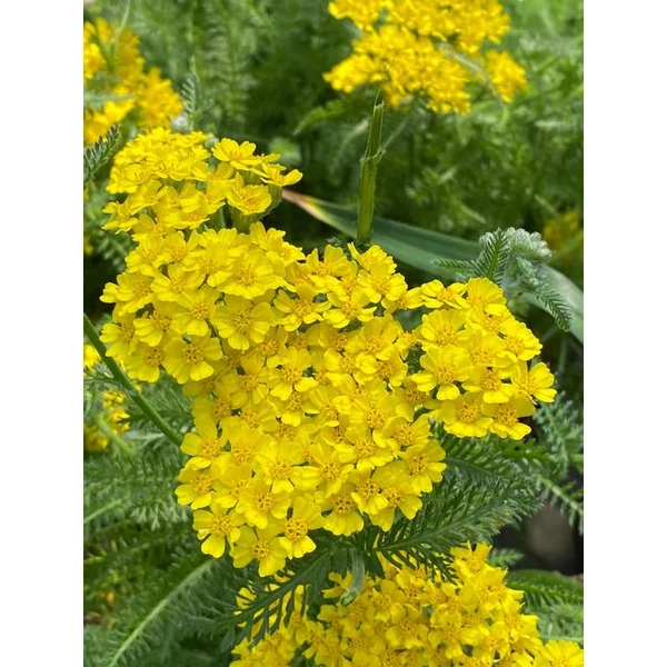 Achillea millefolium Desert Eve Yellow - Cickafark CS14