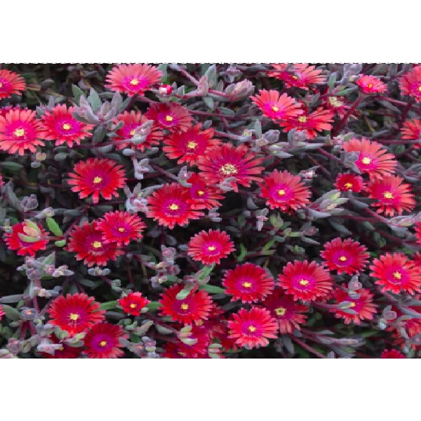 Delosperma cooperi Deser Dancer Red Kristályvirág CS14