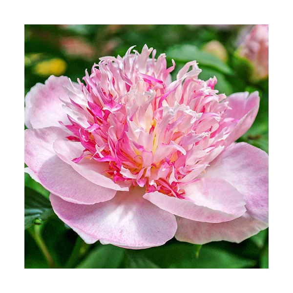 Paeonia lactifora Do Tell Bazsarózsa K3L