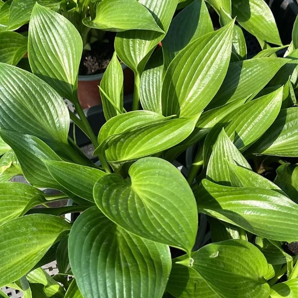 Hosta Devon Green Árnyékliliom CS14