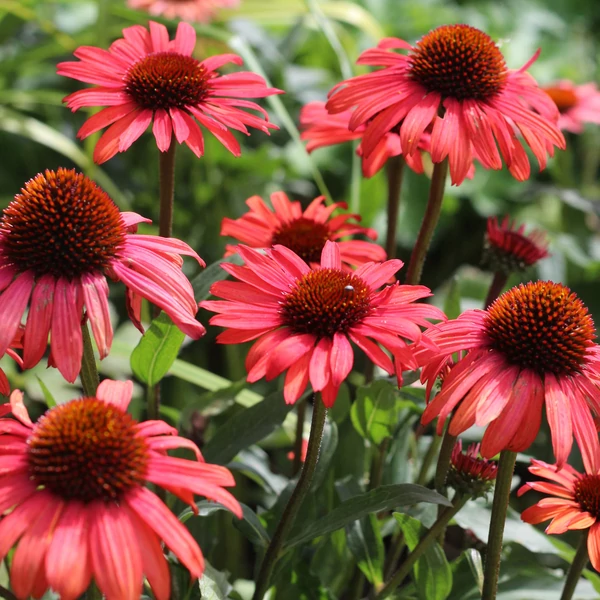 Echinacea purpurea Devotion - Kasvirág Cs15