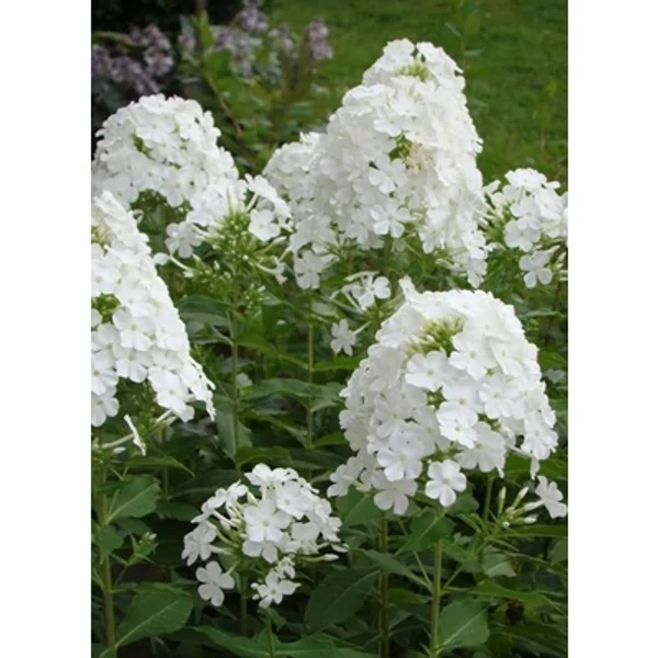 Phlox paniculata 'Fujiyama'  Bugás lángvirág Cs14