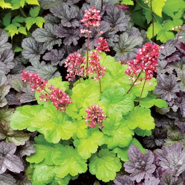 Heuchera LITTLE CUTIE 'Sweet Tart' – Tűzeső Cs15