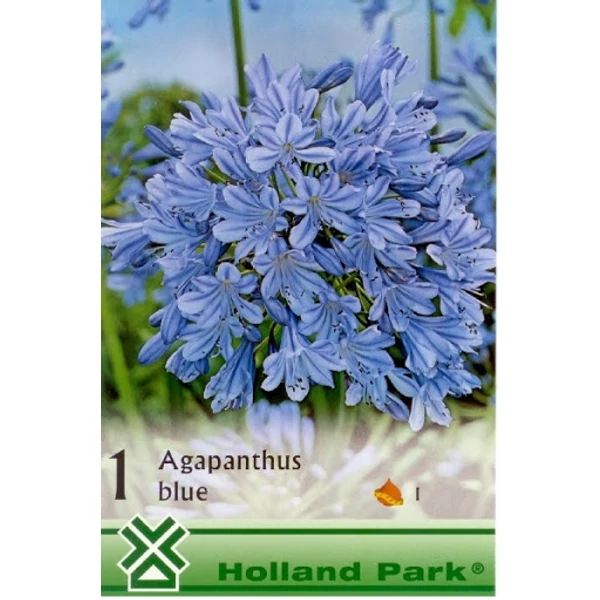 Szerelem Virág agapanthus Kék