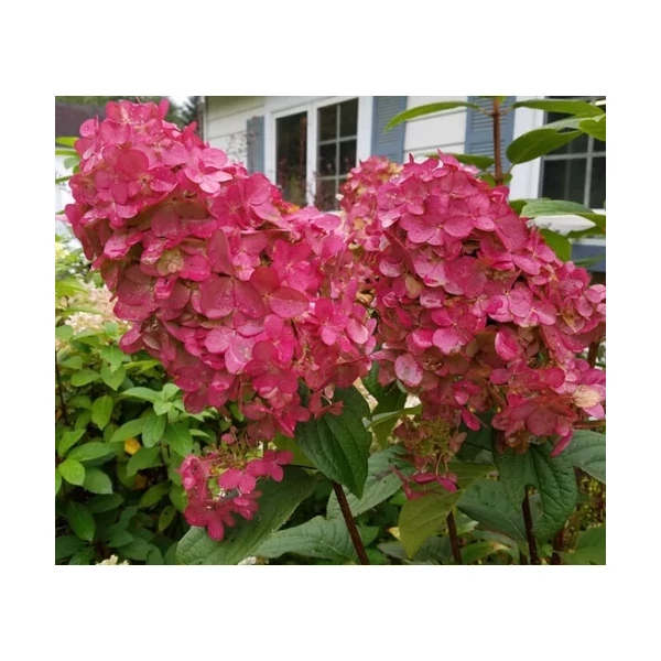 Hydrangea paniculata Pink Diamond Kerti hortenzia K2L 20/40