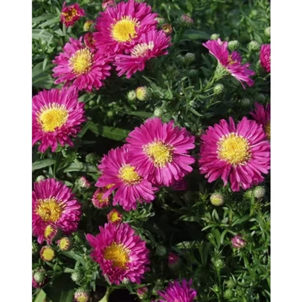 Aster dumosus Purple Diamond - Törpe őszirózsa Cs14