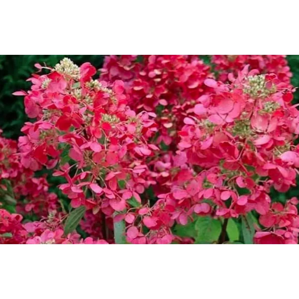 Hydrangea paniculata Diamant rouge 'Rendia' - Bugás hortenzia K2L 10-20