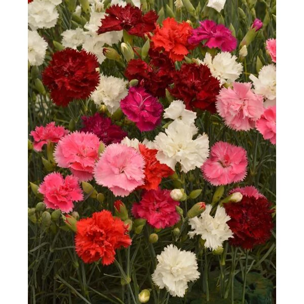 Dianthus - Szegfű mix CS19