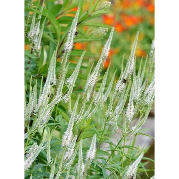 Veronicastrum virginicum Diana Cs14