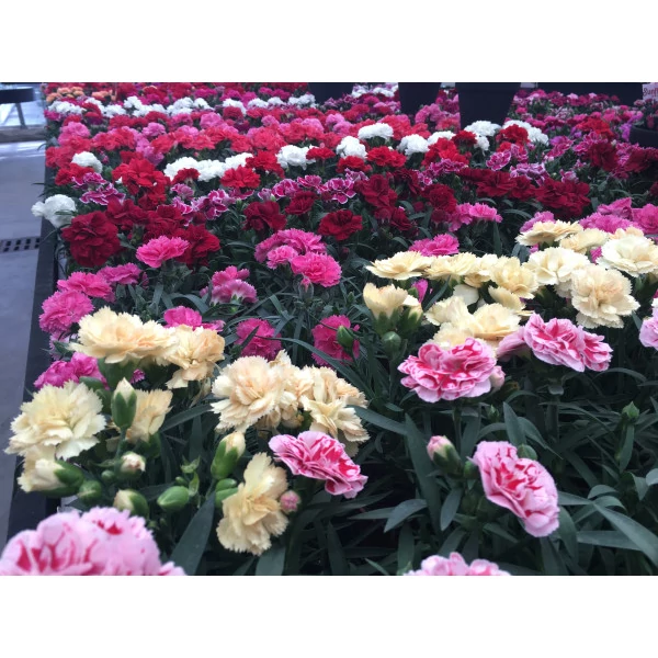 Dianthus - Szegfű Extra CS14 -15