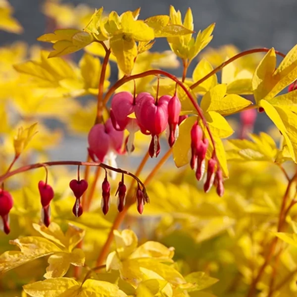Dicentra spectabilis Yellow Leaf CS17