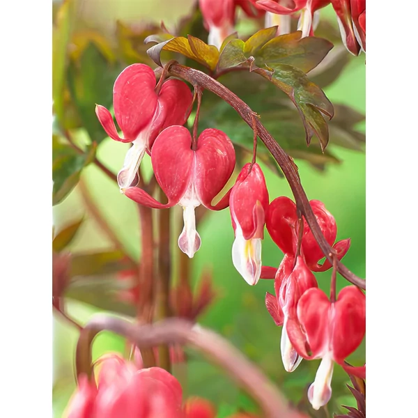 Dicentra sp Szívvirág K2l