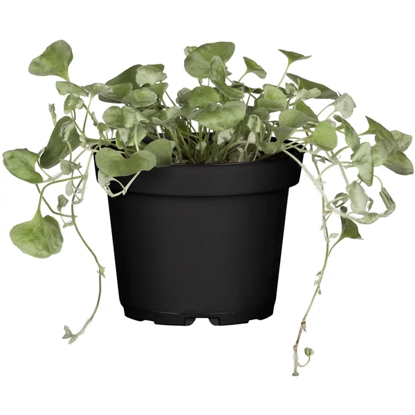 Dichondra - Kúszó Szulák CS12