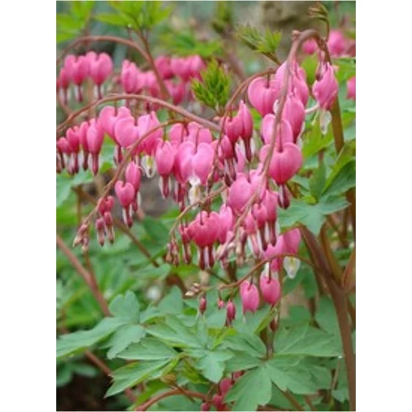 Dicentra spectabilis - Szívvirág rózsaszín CS17