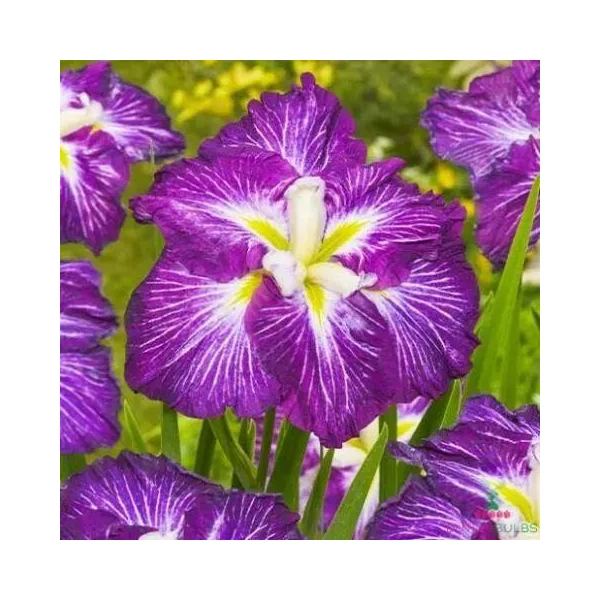 Iris ensata ‘Dinner Plate – japán nőszirom Cs19