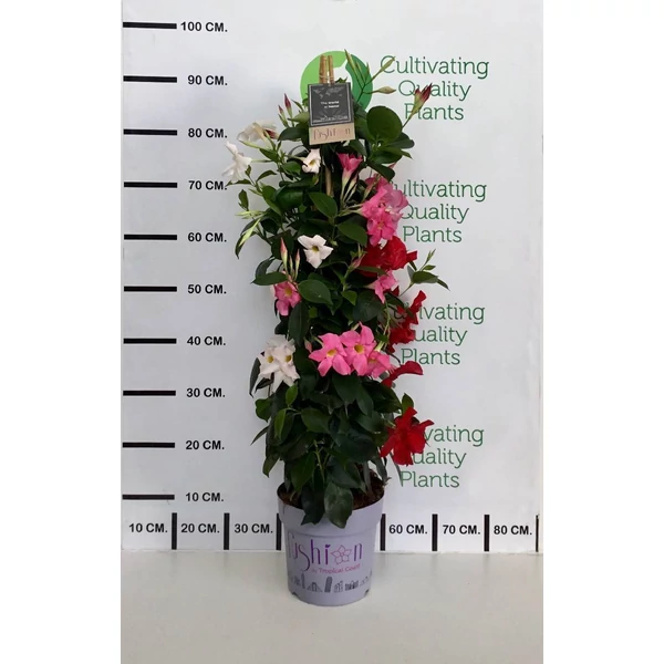 DIPLADENIA Diamantina mix - Tölcsérjázmin színmix a készlet szerinti szenekből 1db P15 40/40