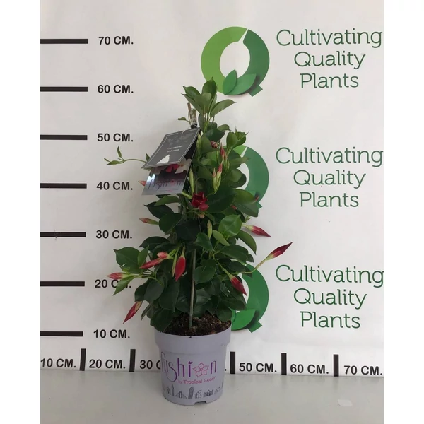 DIPLADENIA MANDEVILLE 'Fushion' bloom select Pyramid  - Tölcsérjázmin mix kúp P14 50/60cm