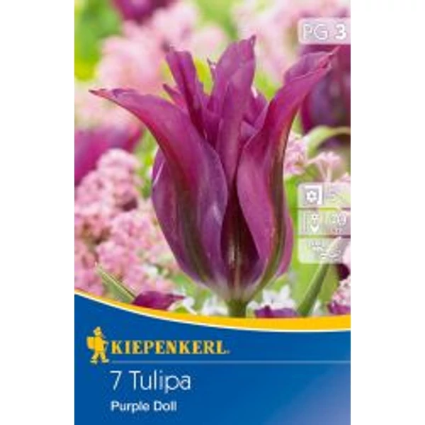 Kiepenkerl Purple Doll tulipán virághagymák 7 db