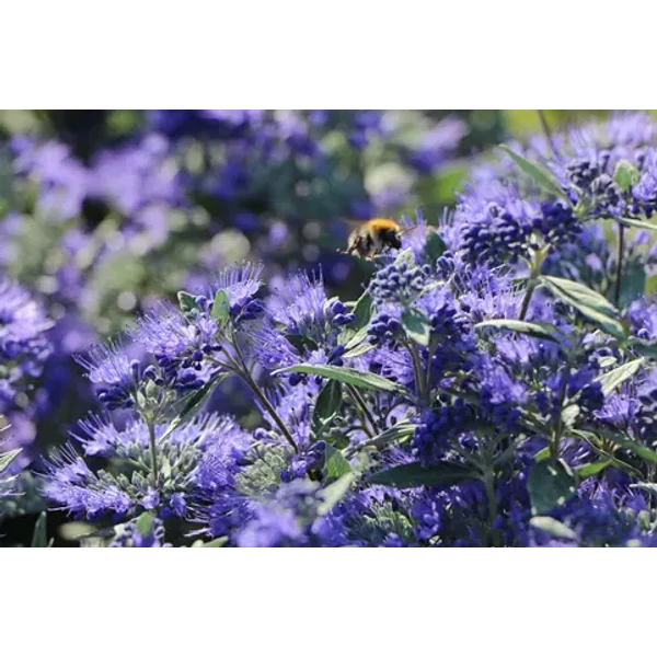 Caryopteris x clandonensis 'Heavenly Blue' - Angol kékszakáll K5