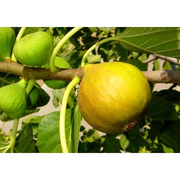 Ficus carica ‘Dottato’ – Sárga termésű füge K2 30/40