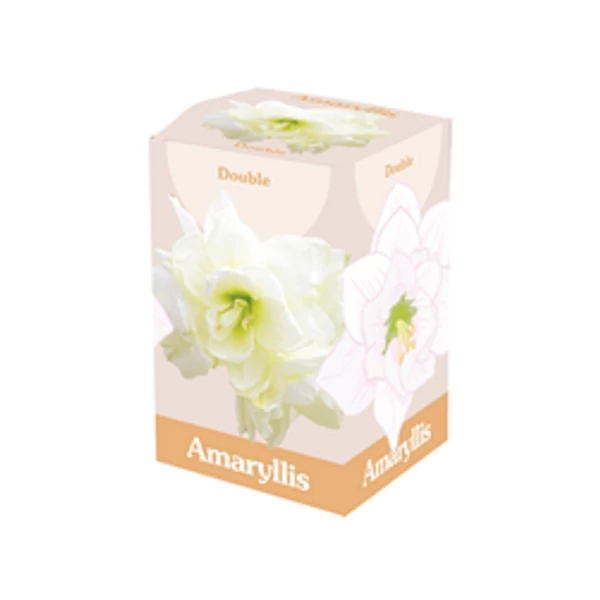 Jub HollandAmaryllis virághagyma 1-db Double White dobozban Jub HollandAmaryllis virághagyma 1-db Double White dobozban