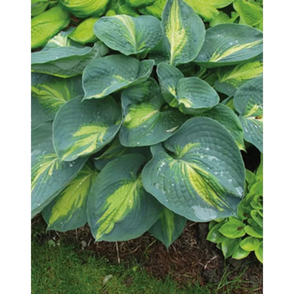 Hosta Dream Queen'- Árnyékliliom CS14