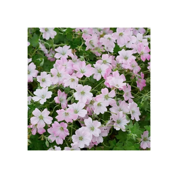 Geranium Dreamland - Álomországi gólyaorr Cs14