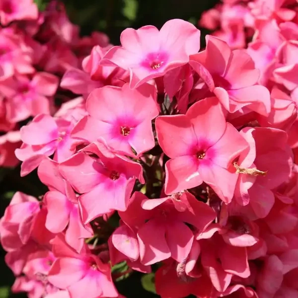 Phlox paniculata Sweet Summer Dream - Bugás lángvirág Cs17