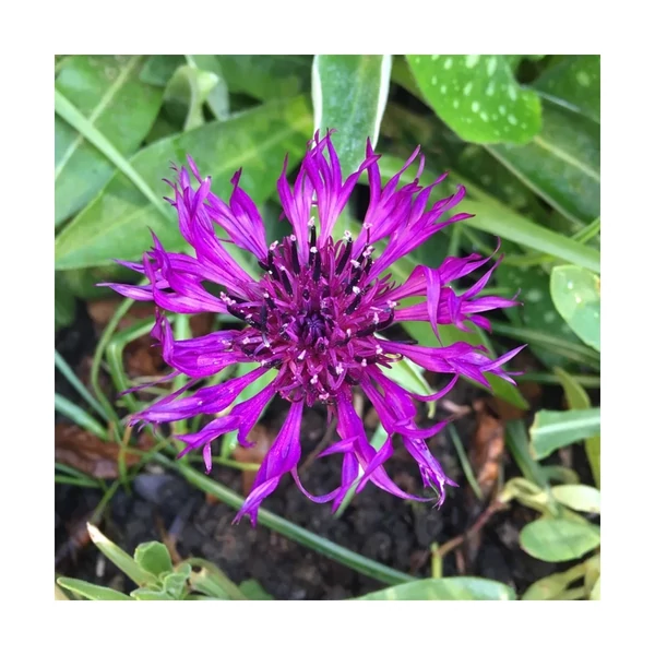 Centaurea montana Amethyst Dream Hegyi imola Cs14