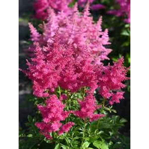 Astilbe × arendsii 'Drum and Bass' - Kerti Tollbuga Cs17