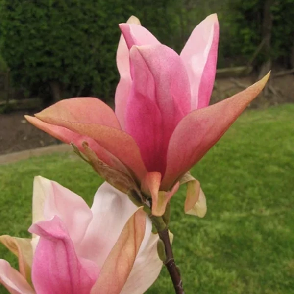 Magnolia 'Daybreak' – Nagyvirágú liliomfa K40 200/250